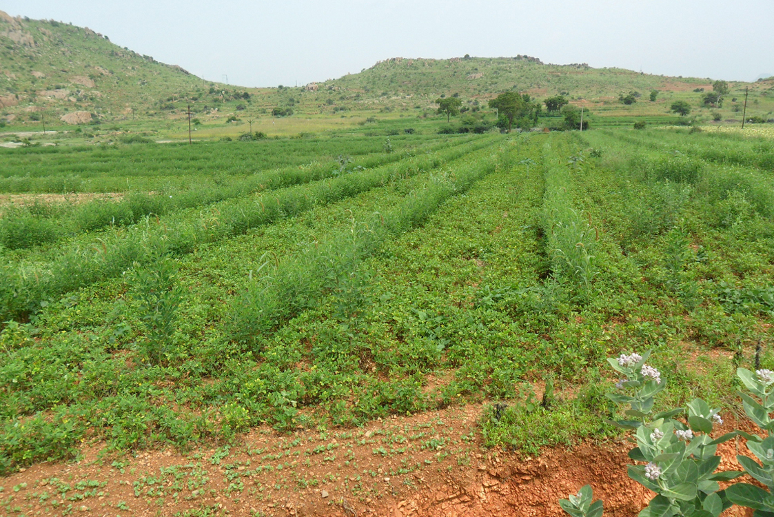 mixedcropfarm_kadiri