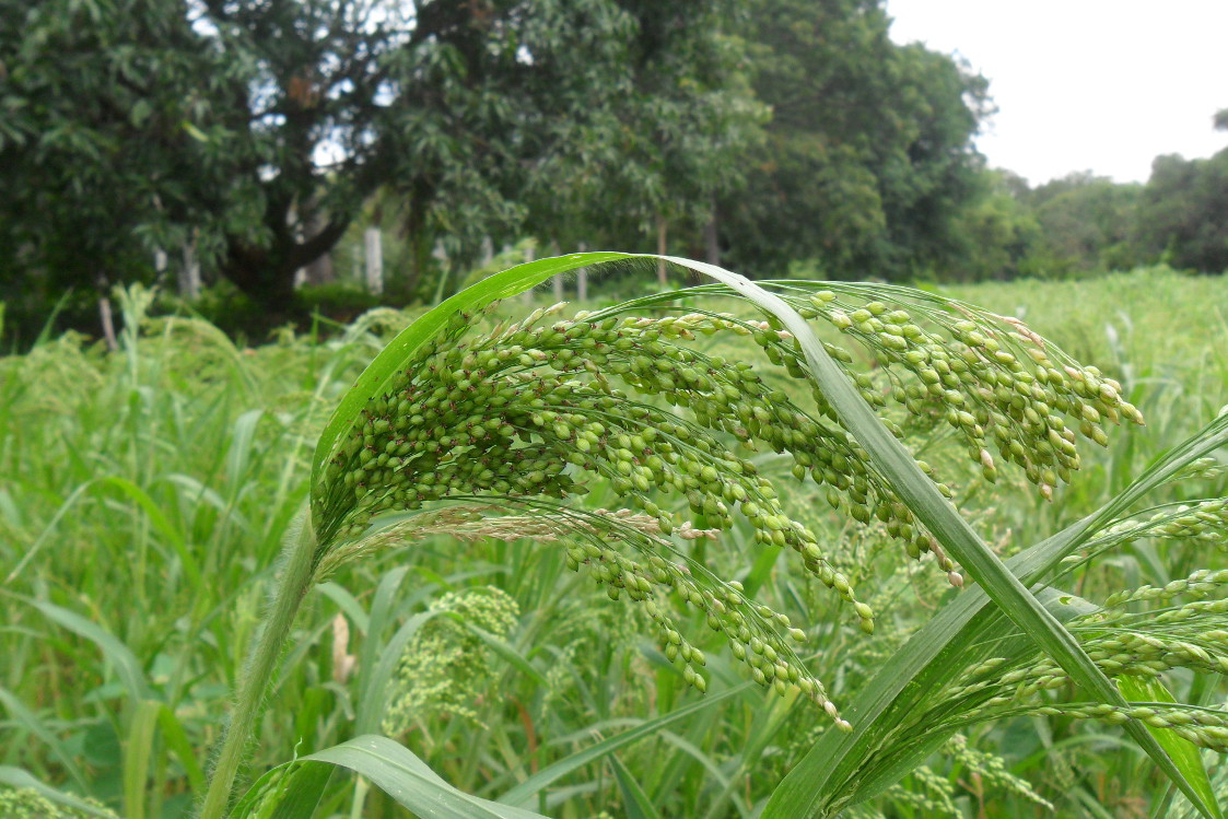 prosomillet_field